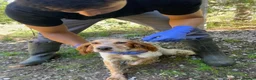 English Setter dogs for adoption: Nacho in Tonypandy - Advert 9