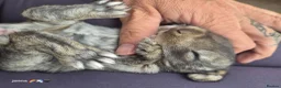 French Lop rabbits for sale: 10 beautiful show quality french lop kits  - Advert 38