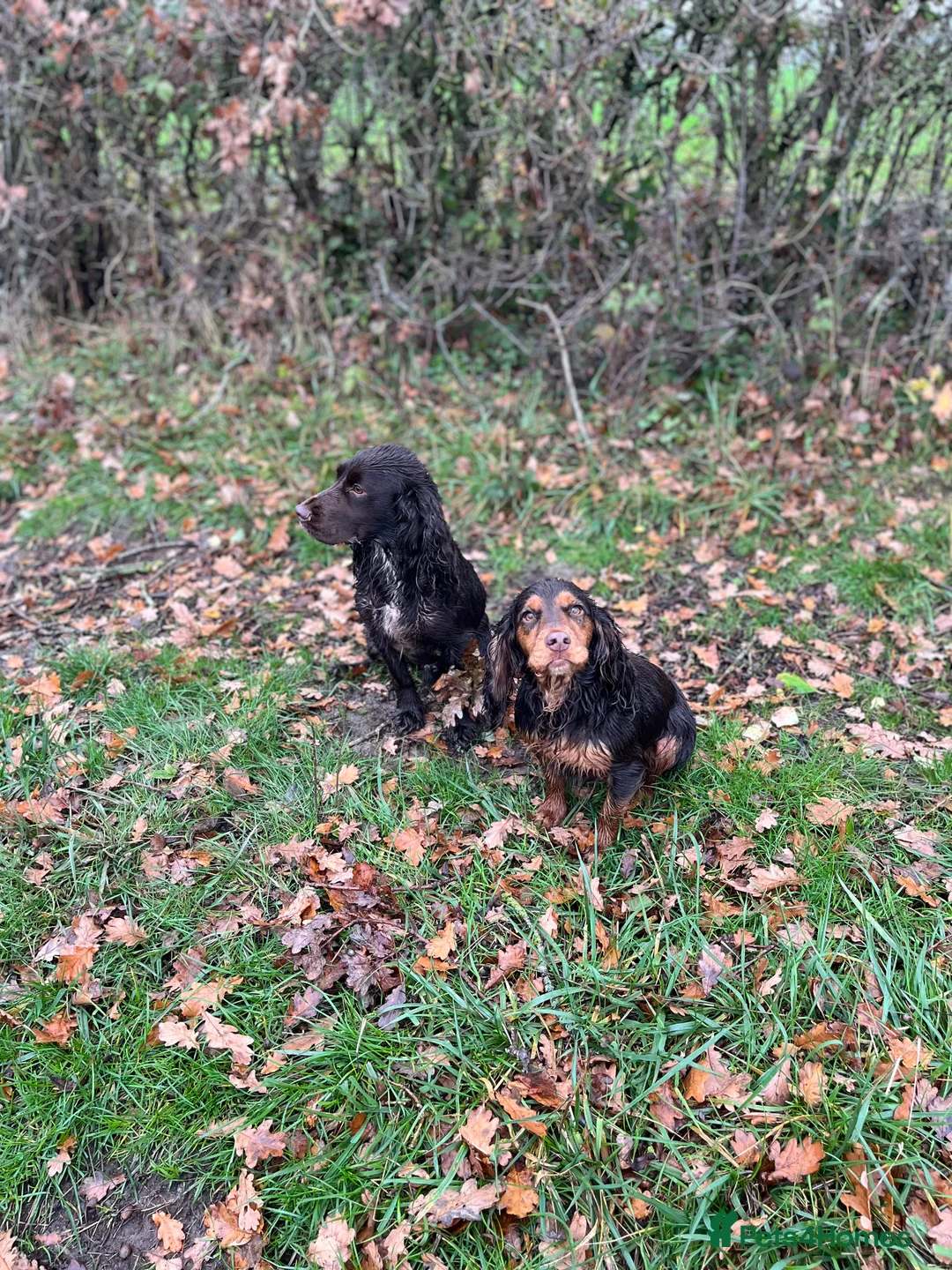 Cocker Spaniel dogs for stud: Liver Cocker Spaniel at Stud - Advert 8