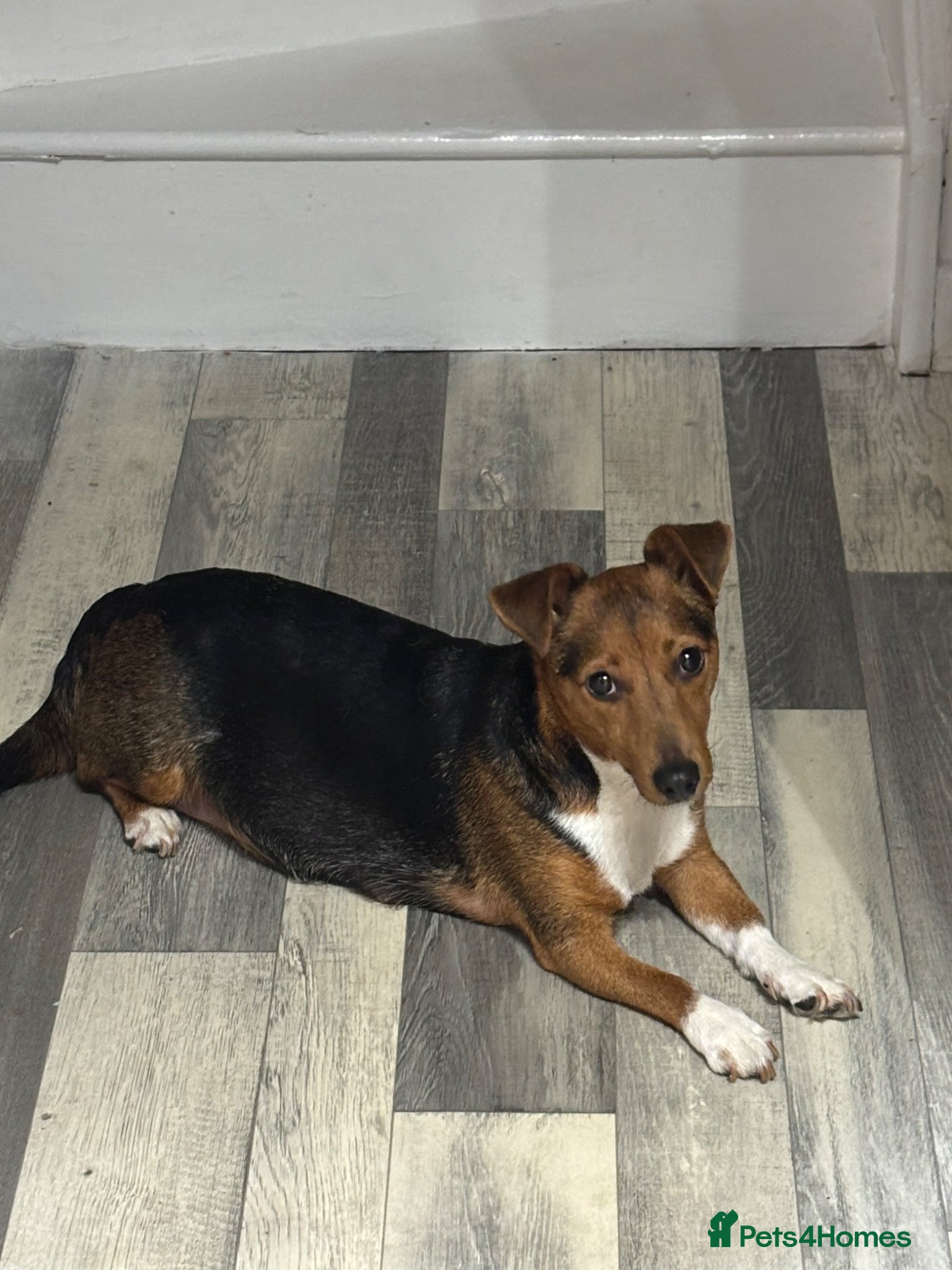 Jack Russell dogs Pupies 🥰🥰 - Advert 2