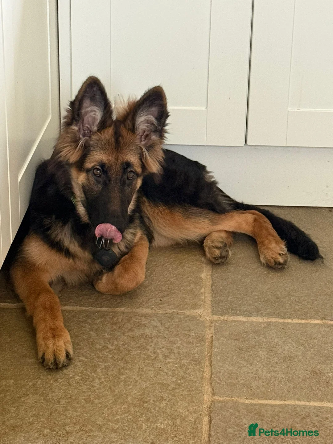 German Shepherd dogs for sale: German Shepard Puppy - Advert 2