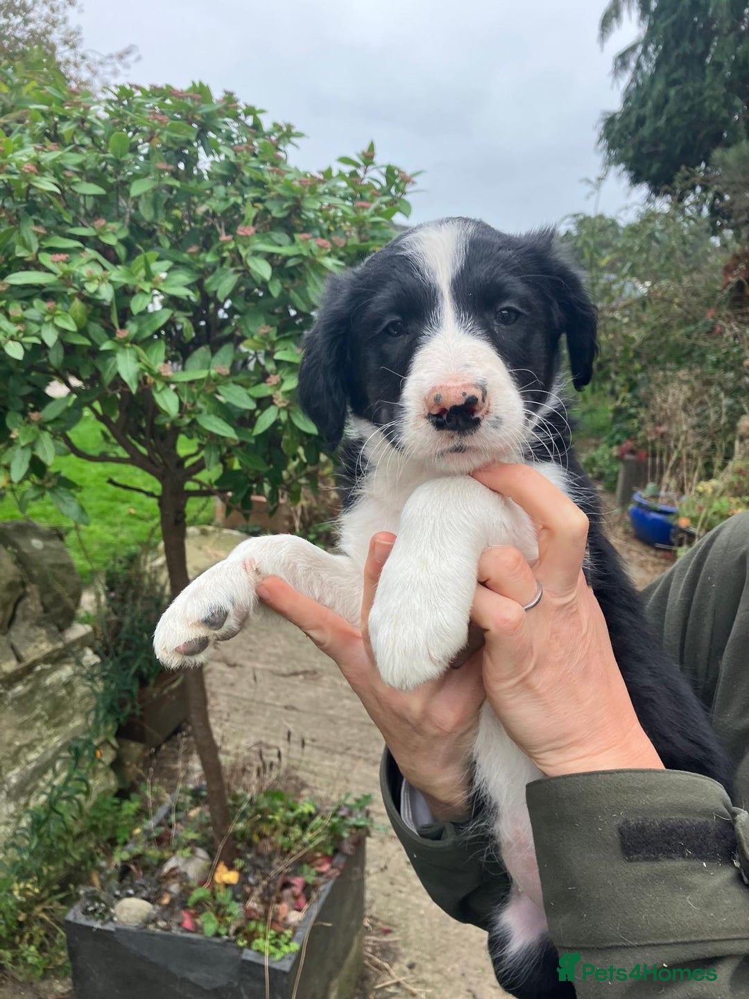 Border Collie dogs for sale: Beautiful Border Collie Puppies - Image 9