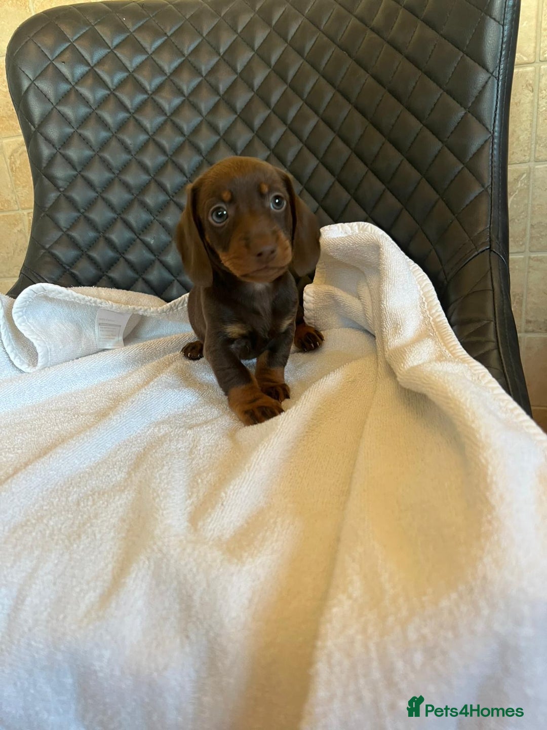 Dachshund dogs for sale: Dachshund puppies  - Advert 7