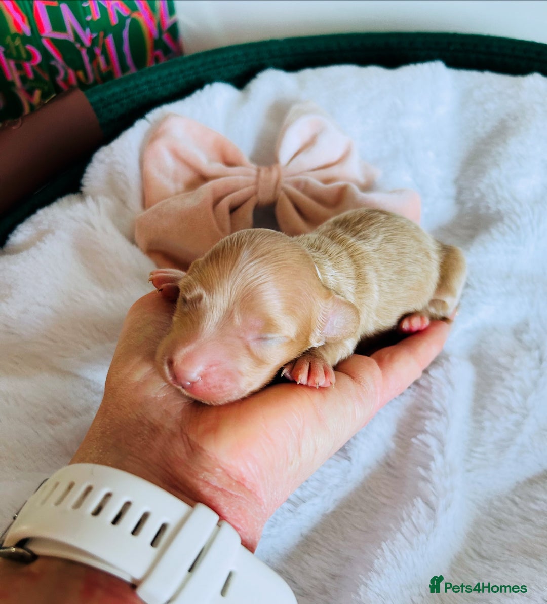 Miniature Dachshund dogs for sale: Creams  -5 Star Breeder ⭐️⭐️⭐️⭐️⭐️ - Advert 11