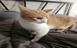 Mixed Breed cats for sale: Male neutered ginger male - Image 5