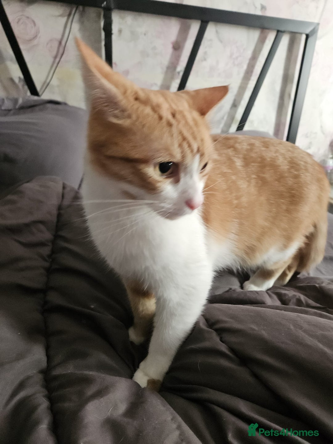 Mixed Breed cats for sale: Male neutered ginger male - Image 5