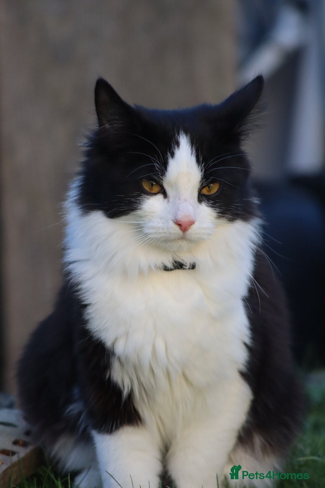 Mixed Breed cats for sale: Female kitten for sale  - Advert 3