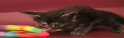 Maine Coon cats for sale: 🔥Gorgeous Maine Coons Available🔥 - Advert 10