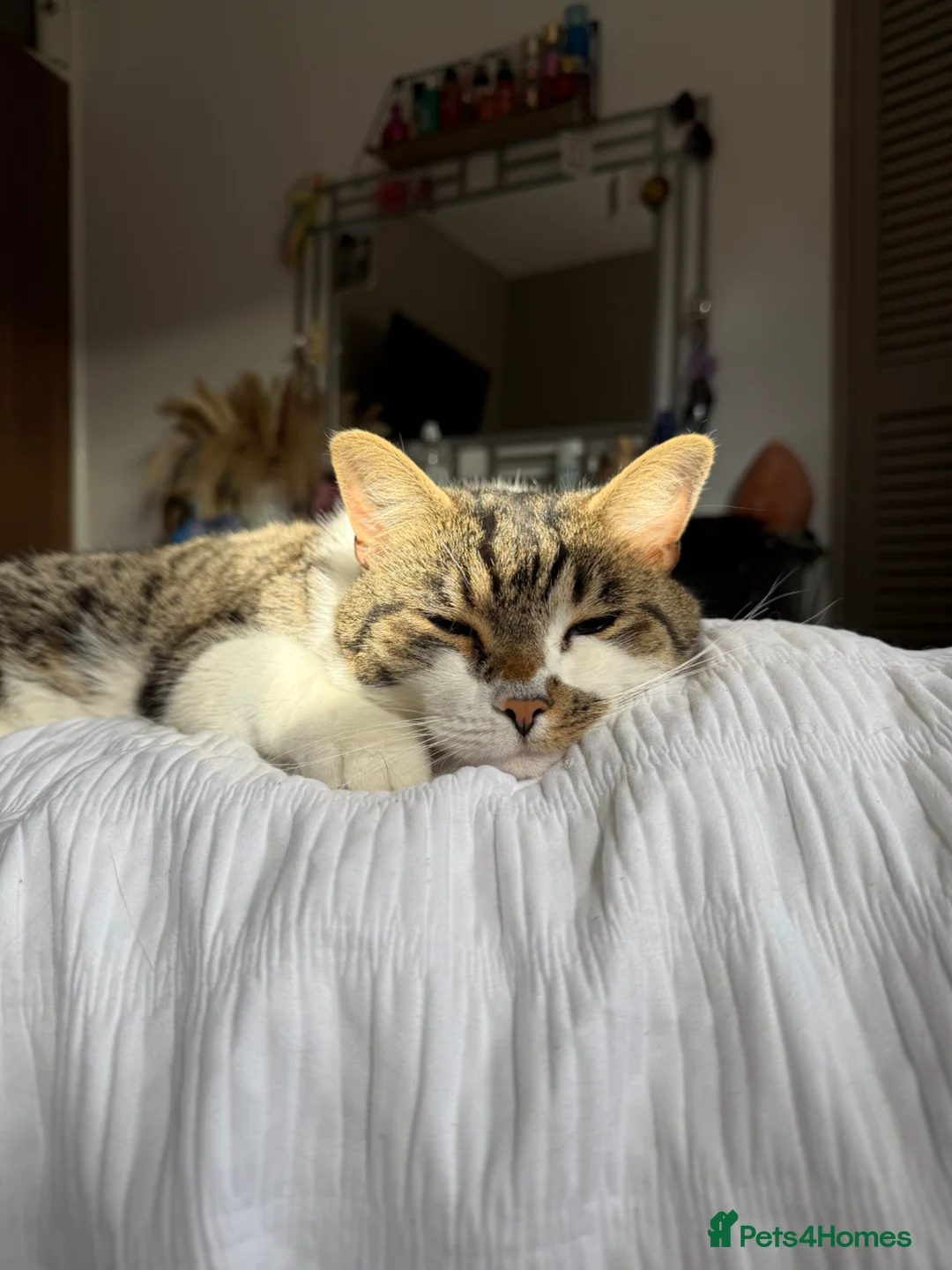 Domestic Shorthair cats for sale: MALE purebred ragdoll and male tabby cat  - Advert 2