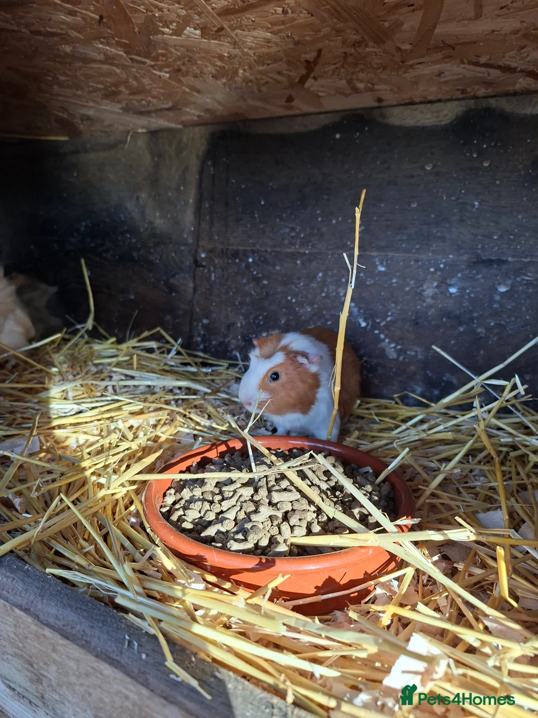 Guinea Pig rodents for sale: 4 bonded female Guinea pigs in Salisbury - Advert 3