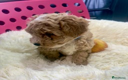Maltipoo dogs for sale: Toy Maltipoo puppies  - Image 11