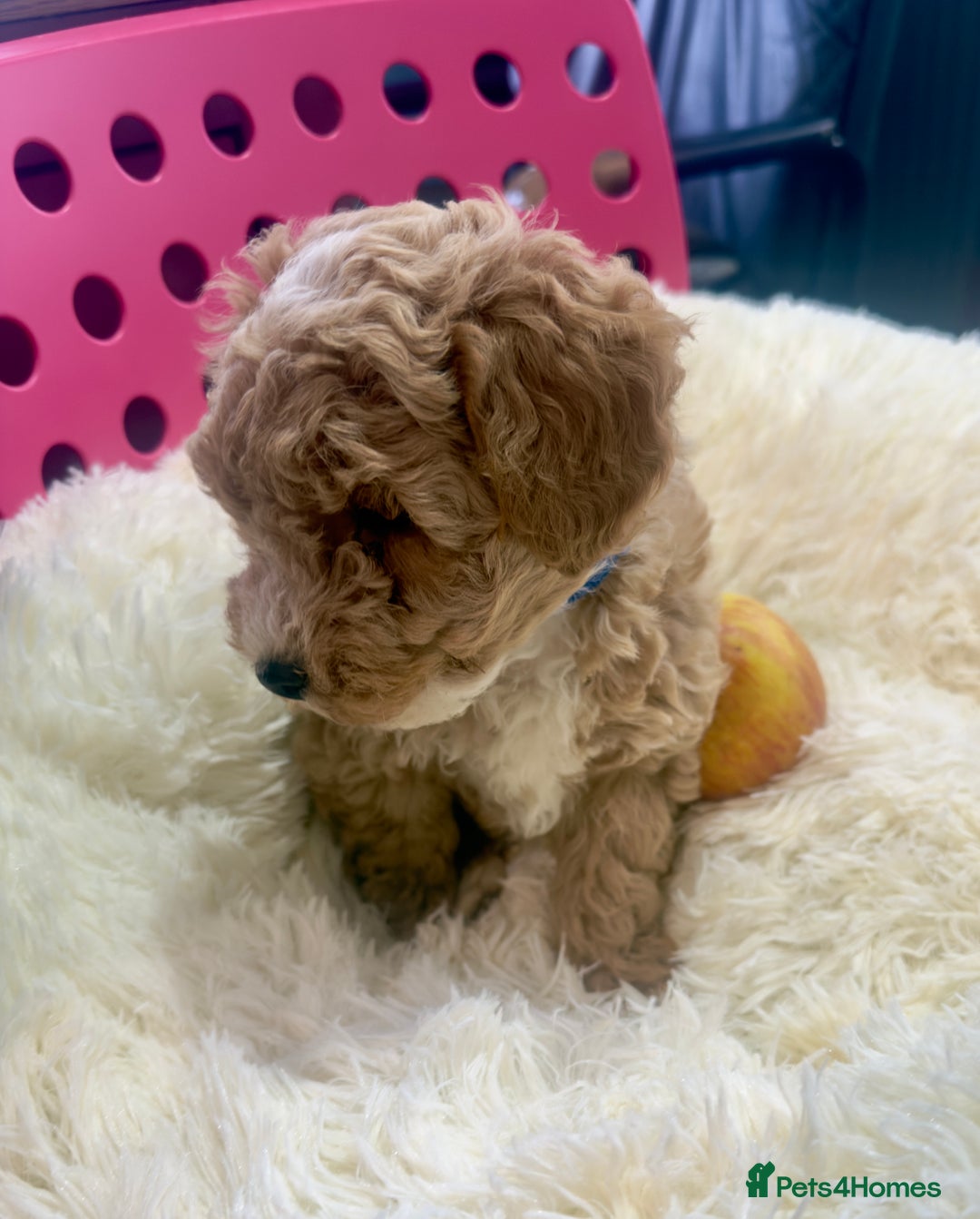 Maltipoo dogs for sale: Toy Maltipoo puppies  - Image 11