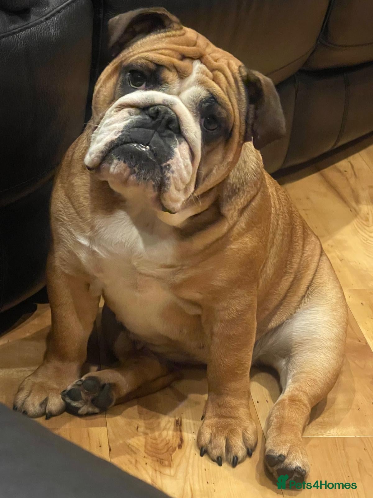 English Bulldog dogs KC Registered English Bulldog Girl - Advert 9