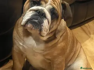 English Bulldog dogs KC Registered English Bulldog Girl - Advert 9