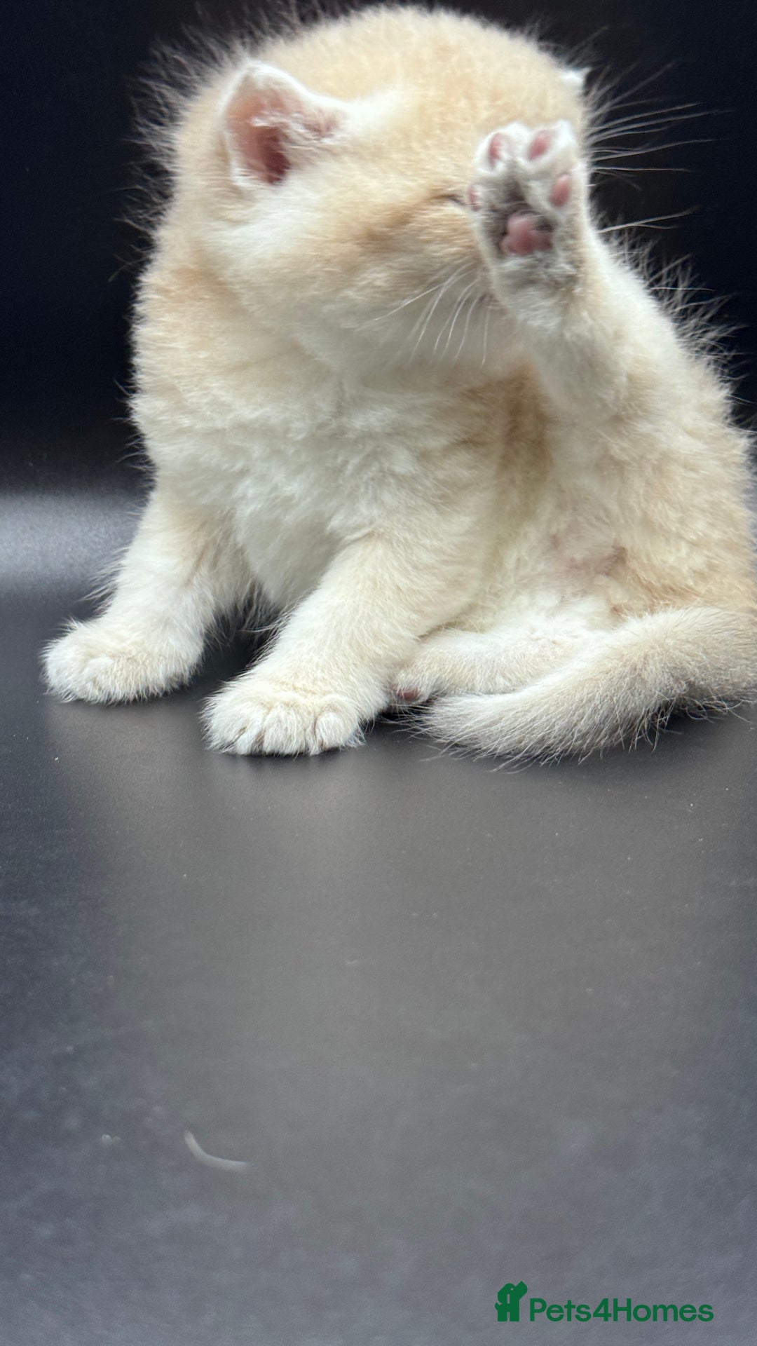 British Shorthair cats for sale: BSH GCCF GOLDEN AND BLUE KITTENS  - Image 21