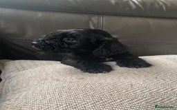 Miniature Schnauzer dogs for sale: KC MAC BVA MIniature Schnauzer puppies  - Image 16