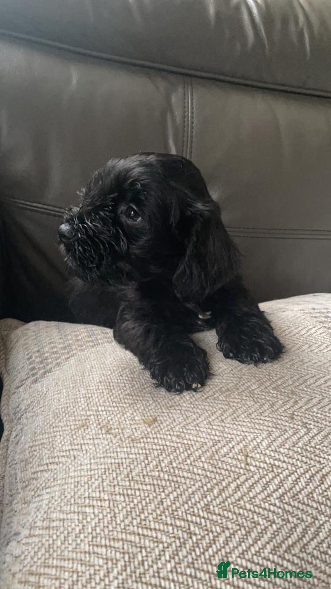 Miniature Schnauzer dogs for sale: KC MAC BVA MIniature Schnauzer puppies  - Image 16