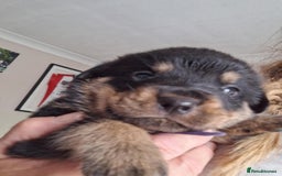 Rottweiler dogs for sale:  Beautiful Rottweiler puppies  - Image 4