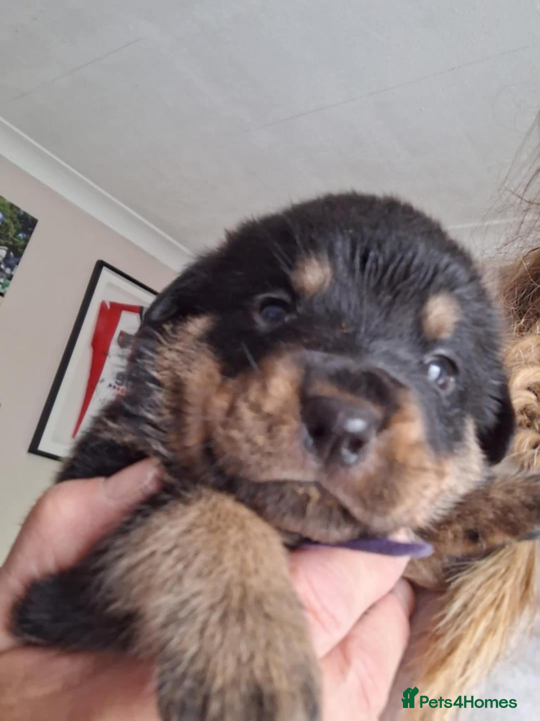 Rottweiler dogs for sale:  Beautiful Rottweiler puppies  - Image 4
