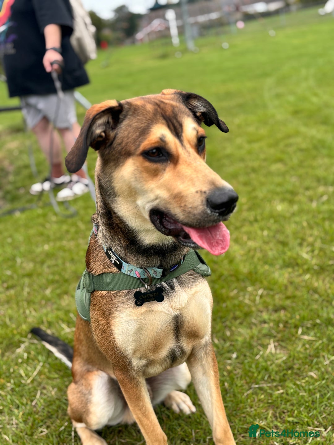 Mixed Breed dogs for sale: Ronnie  - Image 1