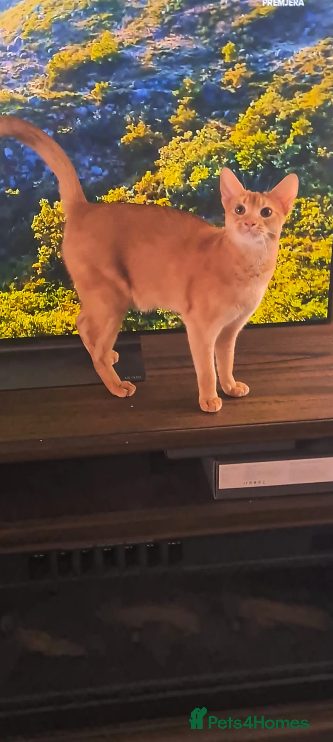 Abyssinian cats for sale: Rare colour beautiful Aby boys - Advert 6