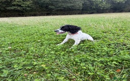 Cockapoo dogs for sale: 5 MONTH OLD F1B COCKAPOO FOR REHOME - Image 8