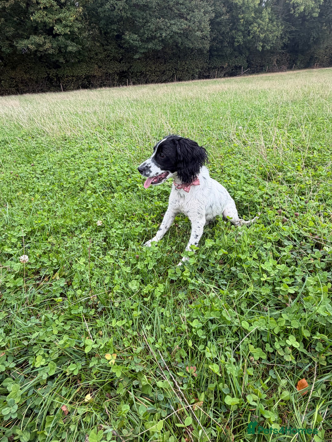 Cockapoo dogs for sale: 5 MONTH OLD F1B COCKAPOO FOR REHOME - Image 8