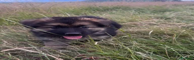 German Shepherd 3