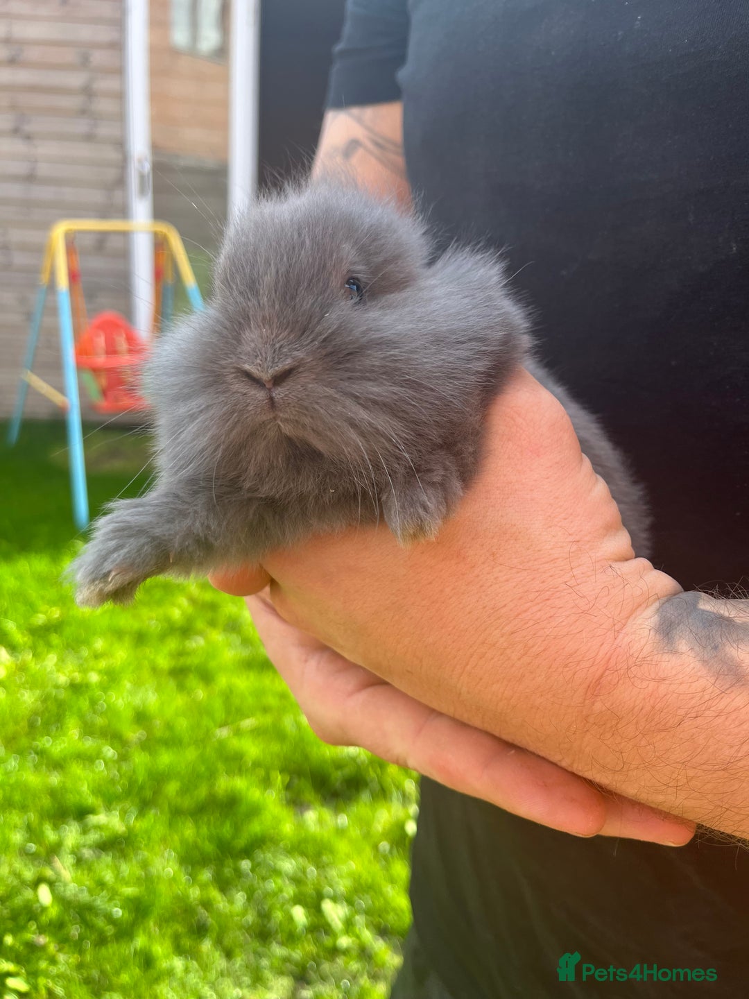 Mini Lop rabbits for sale: A Mix of Mini lop and Mini Lion Lop - Image 11