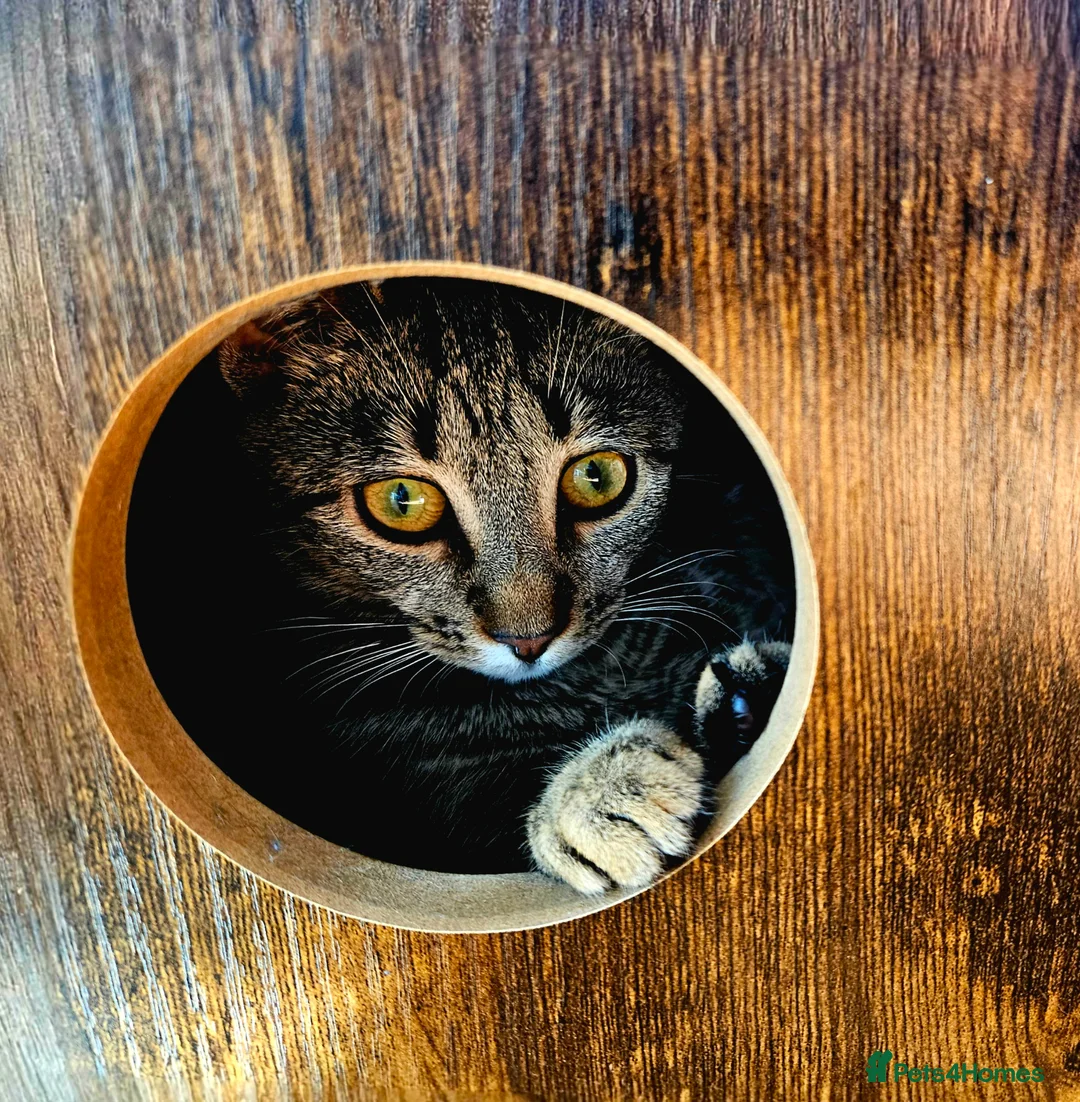 Bengal cats for sale: New home for Rani - Advert 5