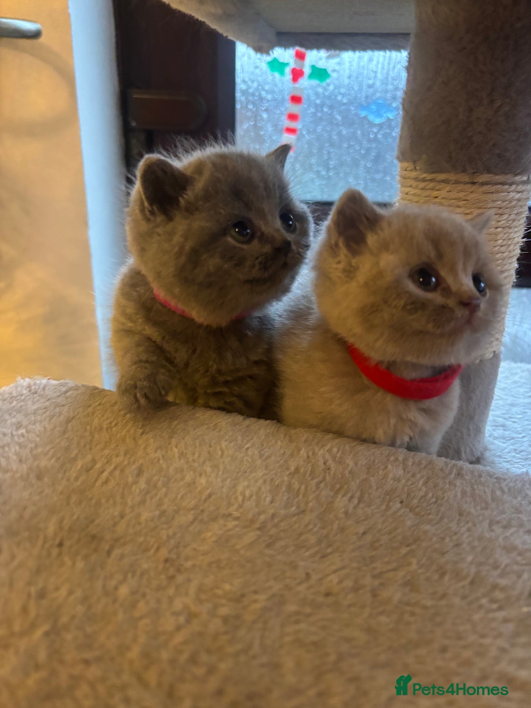 British Shorthair cats for sale: British Shorthair kittens  - Advert 15