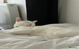 Mixed Breed cats for sale: Casper. Free to a good home  - Image 5