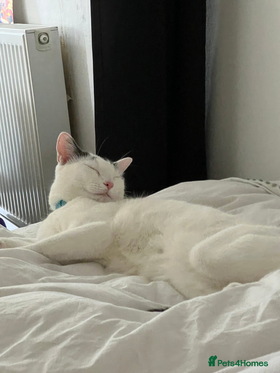 Mixed Breed cats for sale: Casper. Free to a good home  - Image 5