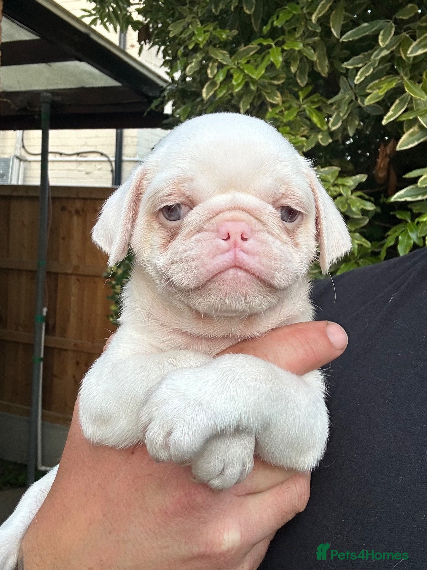 Pug dogs Stunning litter of 4 Prestige KC reg Pink Pug Pups - Advert 1