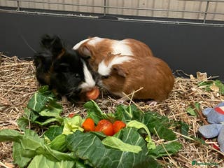 Guinea Pig rodents Baby Guinea Pigs - all male - Advert 15