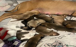 Mixed Breed dogs for sale: Bullsky puppies  - Advert 19