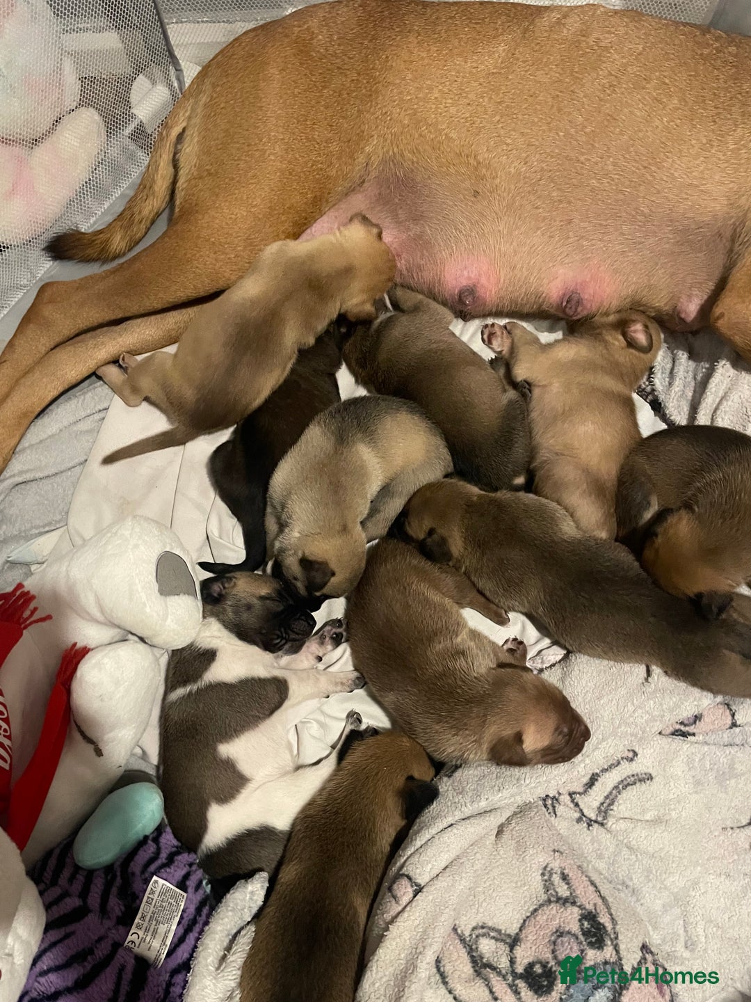 Mixed Breed dogs for sale: Bullsky puppies  - Advert 19