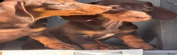 Miniature Dachshund dogs for sale: Chocolate and tan miniature dachshunds - Advert 12