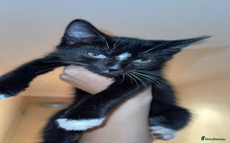 British Shorthair cats for sale: Male Tuxedo - Image 8