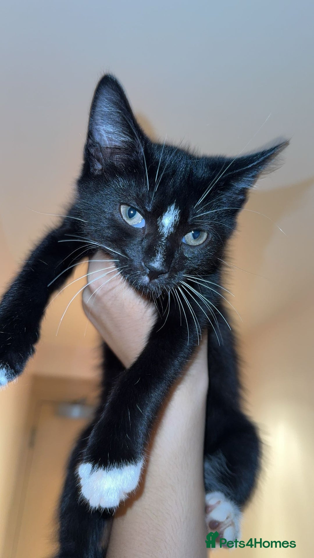 British Shorthair cats for sale: Male Tuxedo - Image 8