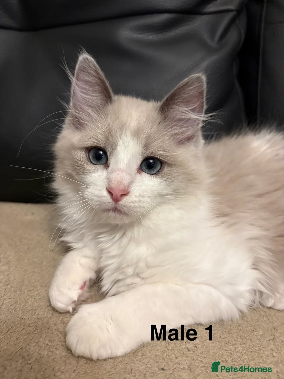 Ragdoll cats for sale: Six Ragdoll Kittens For Sale  - Advert 9