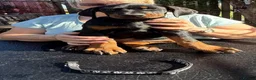 Dobermann dogs for sale: Stunning KC reg Doberman puppies  - Advert 4