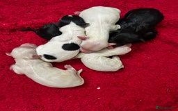 Mixed Breed dogs for sale: Stunning Shihpoo X Sproodle puppies - Image 2