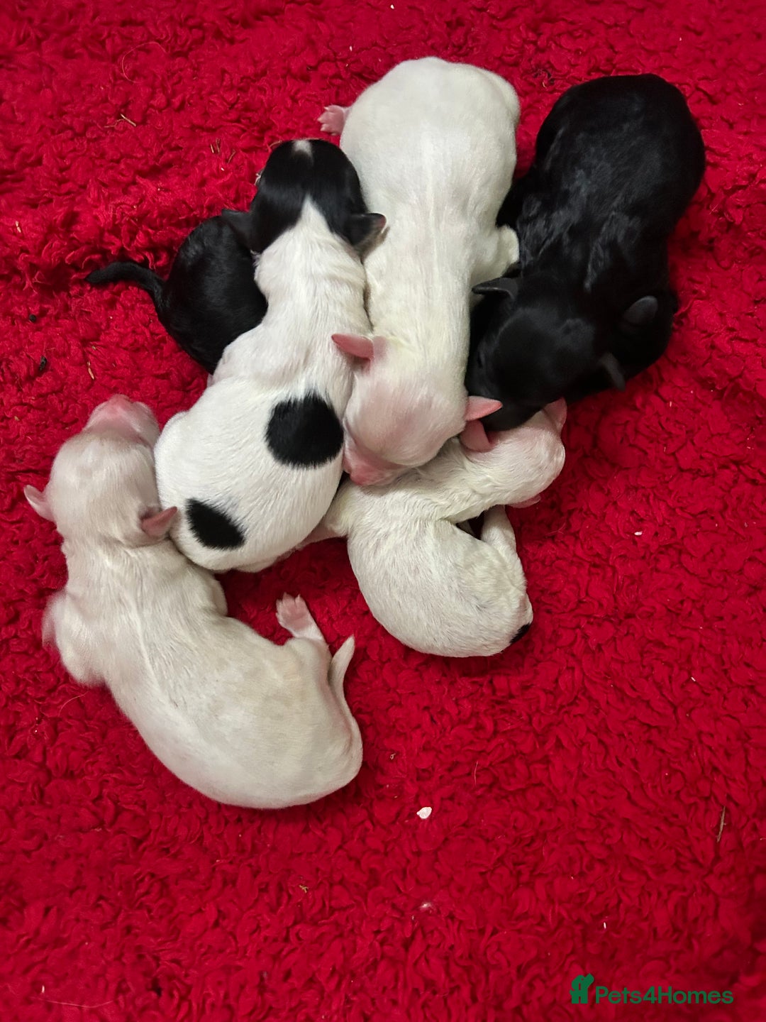 Mixed Breed dogs for sale: Stunning Shihpoo X Sproodle puppies - Image 2