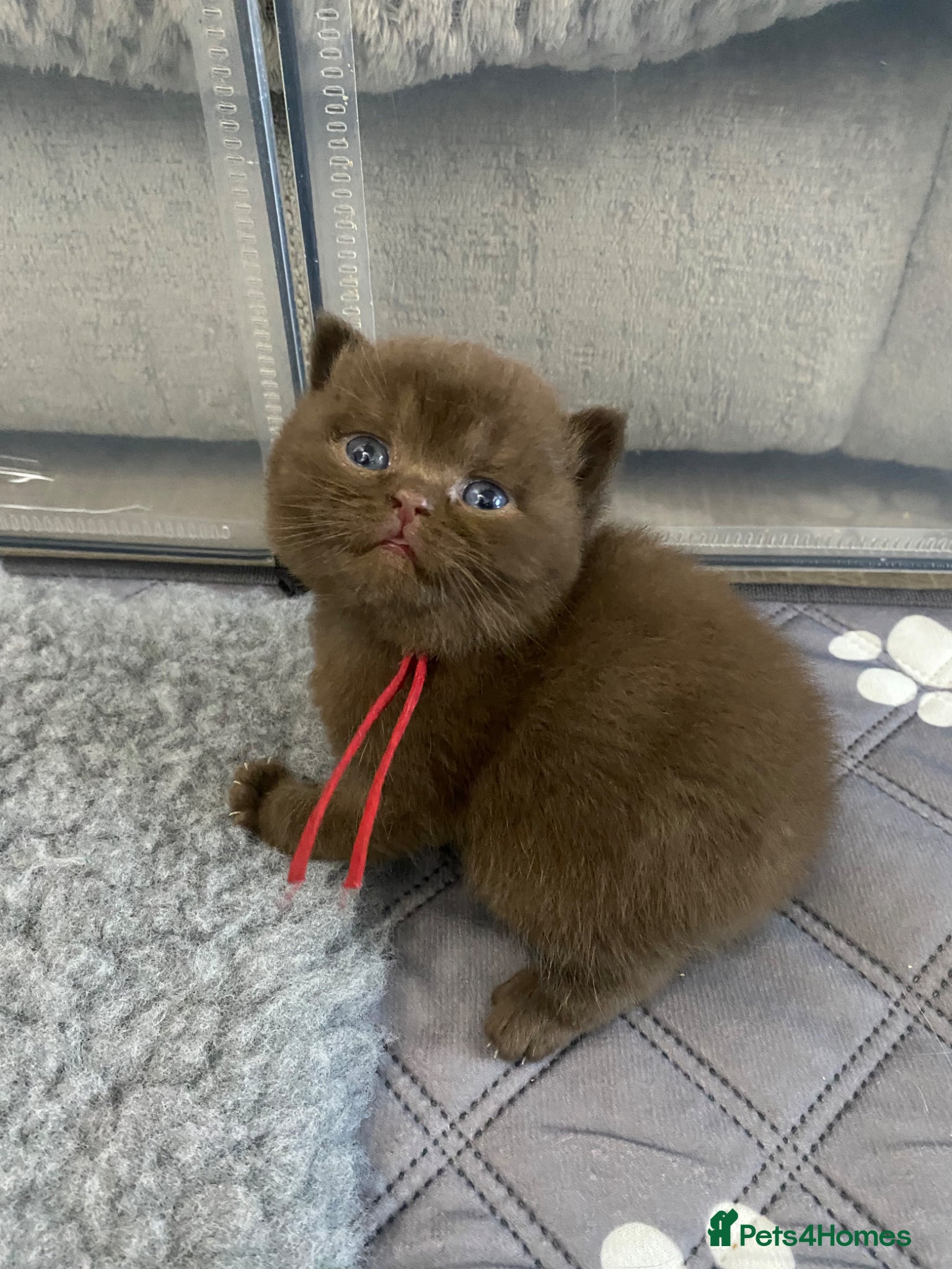 British Shorthair cats 🔥 GCCF KITTENS CHOCOLATE BLUE LILAC CHAMPION  - Advert 9