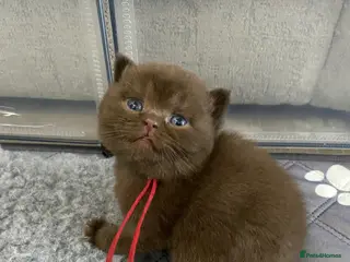 British Shorthair cats 🔥 GCCF KITTENS CHOCOLATE BLUE LILAC CHAMPION - Advert 9