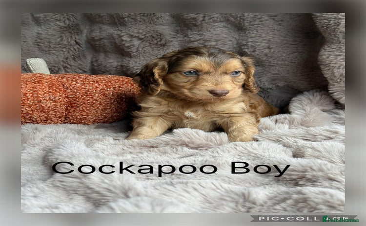 Cockapoo dogs - Advert 2