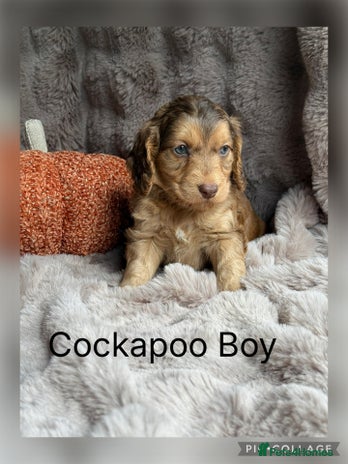 Cockapoo dogs - Advert 11