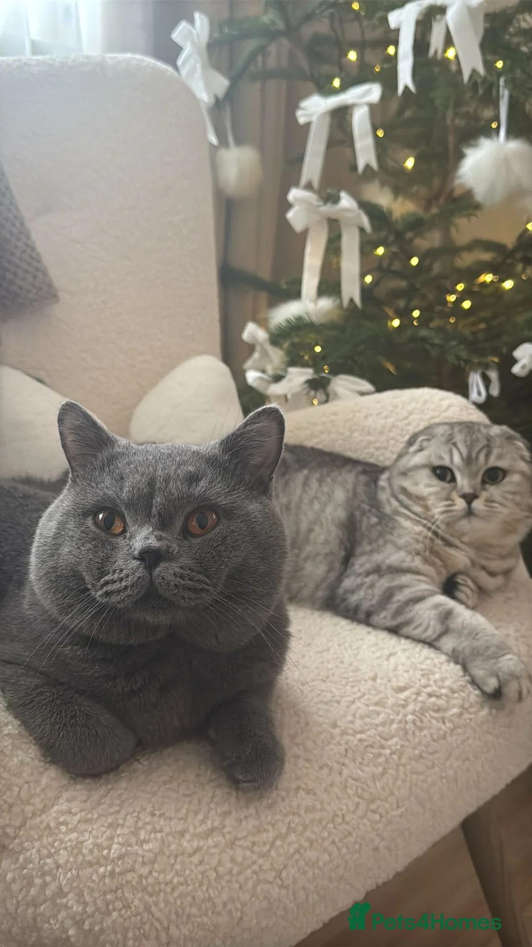Scottish Fold cats for sale: Scottish fold female kitten pure breed in London - Advert 27