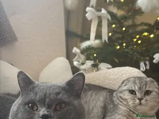 Scottish Fold cats ALL RESERVED - Advert 6